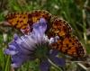 Boloria selene